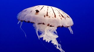 Jellyfish for Children with Pronunciation (and with photos)