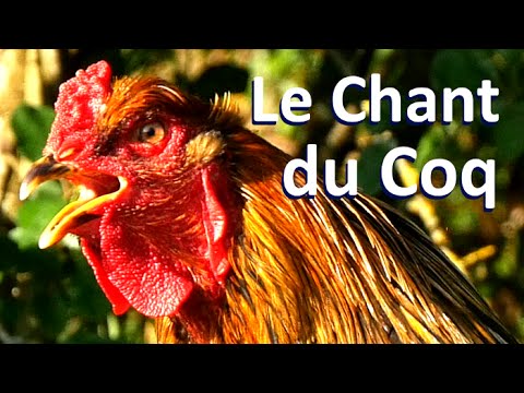 Chant du Coq (Brahma Perdrix)