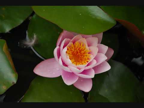 Finale Foot OL - PSG du 31/07/20. Mélodie