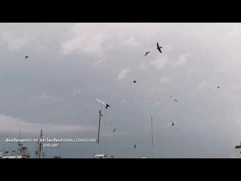 เสียงเรียกนอกนกนางแอ่น NO.54  ทดสอบด้วยลำโพงเรียกนำSWALLOWSOUND SHD-240 สนใจติดต่อโทร 083-653-3198