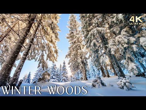 Enchanting Winter Woods ❄️ Scenery & Relaxing Ambient Piano Music