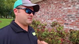 Rose Rosette Disease