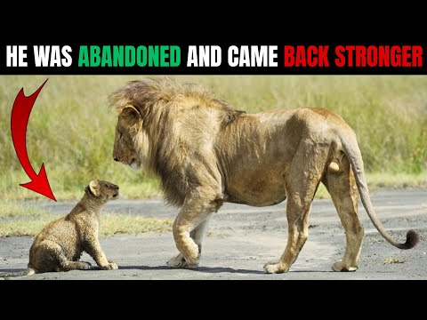 The WEAKEST CUB Left to DIE Alone... Became Africa's MOST FEARED Lion