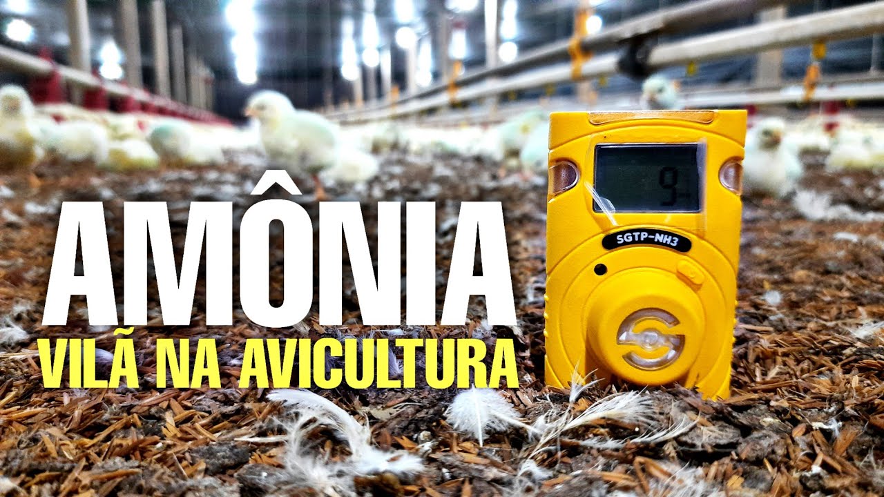 Amônia, Grande vilã da Avicultura, Dicas importantes