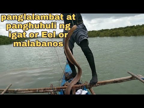 ep90 pag lambat at panghuhuli ng igat or eel or malabanos