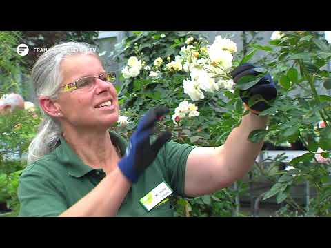 Gartenwelt Dauchenbeck – Blatt und Blüte Tipp zu Rosenschnitt