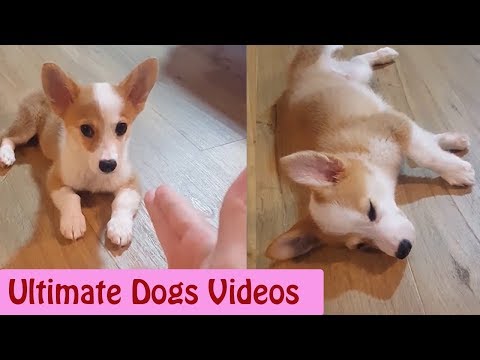 1 HOUR of Dogs Video || Ultimate Dogs Video