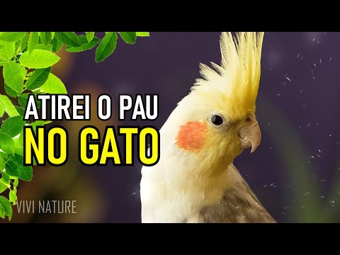 ASSOBIO DE CALOPSITA - ATIREI O PAU NO GATO ENSINAR