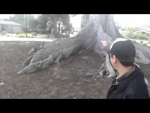 TheDailyWoo - 614 (3/7/14) Original Swiss Family Treehouse