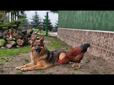 ARES - THE DOG THAT EVERYONE LOVES ❤️