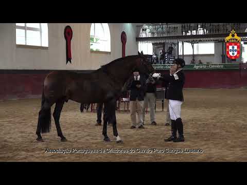 231021 32 Horizonte da Fialha - Aprovação de Reprodutores