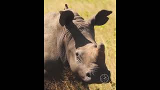 Download lagu 🌍 Mik’s Pick of the Week: Phinda Private Game Reserve, South Africa mp3 Download lagu 🌍 Mik’s Pick of the Week: Phinda Private Game Reserve, South Africa mp3