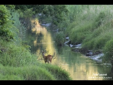 What Settings Do I Use For Wildlife Photography | Q+A