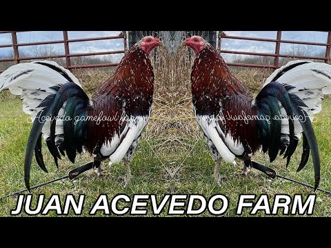Black Spangled Hatch Juan Acevedo Farm Kentucky | Beautiful Black Birds Farm Visit