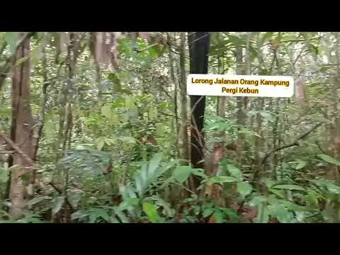 Lorong Jalanan Ke Kebun