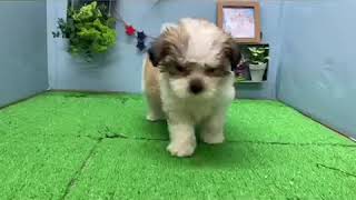 ハーフ犬の動画01