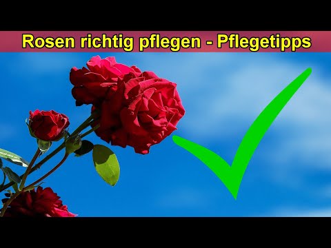 Rosen Pflege Tipps – Rosen richtig pflegen – Rosen Schneiden, Standort, Düngen, Gießen, Überwintern