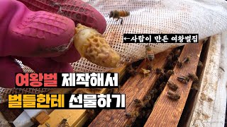 70%확률로 성공한다는 여왕벌 만들어서 벌통 쪼개기, 과연?