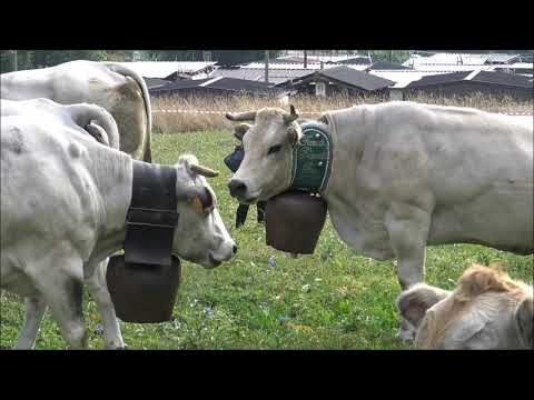 MUCCHE CON CAMPANACCI AL PASCOLO DAL RITORNO DALL' ALPE A PONTECHIANALE (CN) DOM. 15 - 9 - 2019.