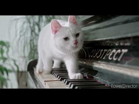 how to pusi cat (rupika 2)