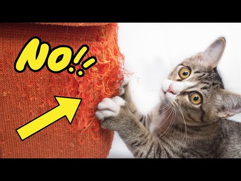 How to Stop Your Cat From Scratching Furniture (10 Methods)