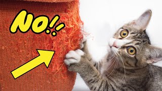 How to Stop Your Cat From Scratching Furniture (10 Methods)