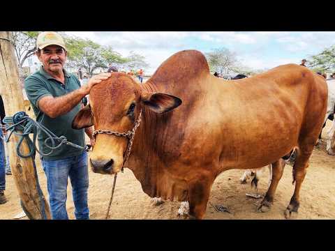 FEIRA DO GADO EM CACHOEIRINHA-PE     22-10-2026 #nordeste