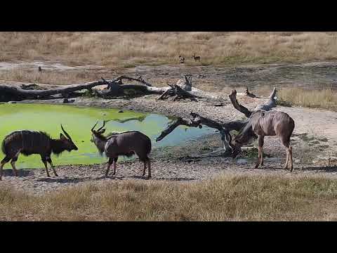 Djuma: Impalas, Kudus and Nyalas - 13:52 - 05/18/19