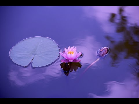 Ajahn Chah with Ajahn Pabhakaro | Thai Buddhist Culture