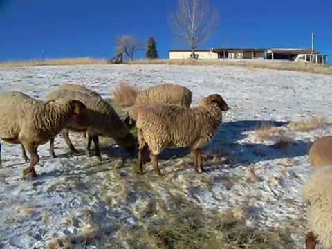download lagu mp3 mp4 Red Sheep Breeds, download lagu Red Sheep Breeds gratis, unduh video klip Red Sheep Breeds