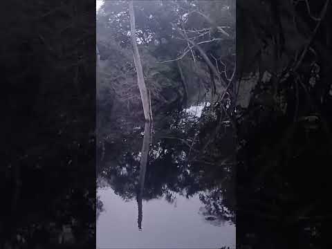 PESCARIA DE ESPINHEL NO AMAZONAS