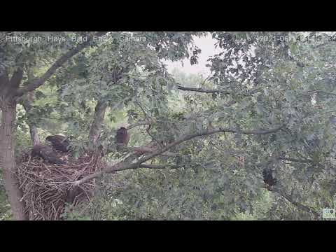 Hays Eagles juvenile H15 comes back to nest after mom flys in 2021 06 14 14:57:14