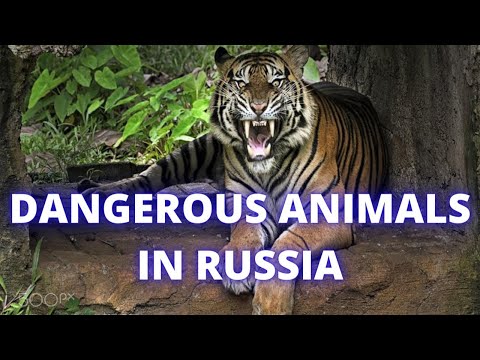 DANGEROUS ANIMALS IN RUSSIA