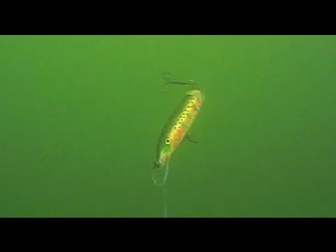 Rapala Jointed J13 in a trolling test 12 mt deep