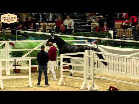 Dio Cabrio v. Diarado - Caretino, Körung Neumünster - Böckmann Pferde