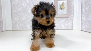 ハーフ犬の動画01