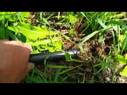 How we tether our goats safely. Weed control on the homestead! Check out this method!