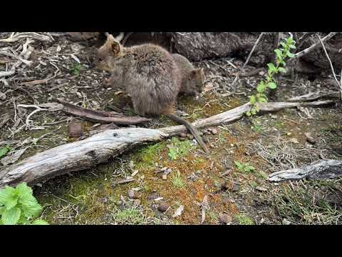 Quokkas