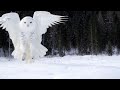 Snowy Owls | Why Is It The Most Skilled Arctic Predator? | Wildlife Documentary