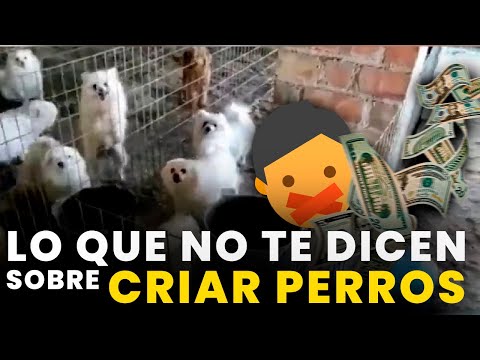, title : '✅🐕Criar Perros lo que NO TE DICEN / Descubre TODO sobre la Crianza CANINA😱🤯😬'