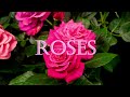 World S MOST BEAUTIFUL ROSES Relaxing Rose Garden Walks Rosy Scenes Of Enchanted Rosas Rosaceae