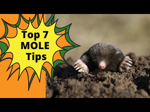 How To Get Rid of Moles in Your Yard