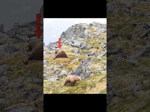 Giant Brown Bear Hunting in the Deep Wilderness 🐻#brownbear#bearhunting#brownbearhunt#alaskahunt