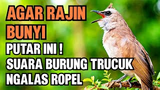 Download lagu Suara Burung Trucuk Gacor Ngalas Ropel - Pancingan Trucukan Agar Rajin Bunyi  Setiap Hari mp3