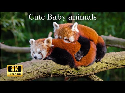 "Cute Baby Animals: 8K Ultra HD Film of Cute Baby Animals in the Amazing World | Scenic Relaxation"