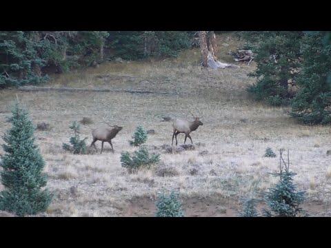 Backpacking San Pedro Parks Wilderness | Day 2 | Elk,...