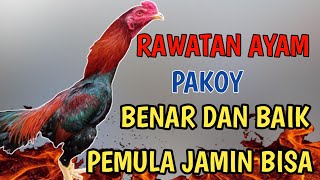 Download lagu cara merawat ayam pakhoy // cara merawat ayam pakhoy brakot mp3