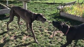 George (merle boy) 20-079