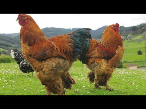 44 pounds heavy, Brahma, the largest chicken breed in the world that you may not know about.
