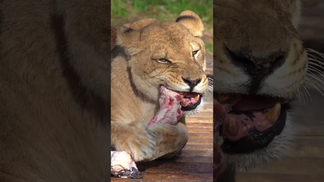牛骨をかじる「ナナ」😸🦴　 多摩動物公園
